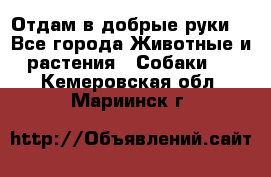 Отдам в добрые руки  - Все города Животные и растения » Собаки   . Кемеровская обл.,Мариинск г.